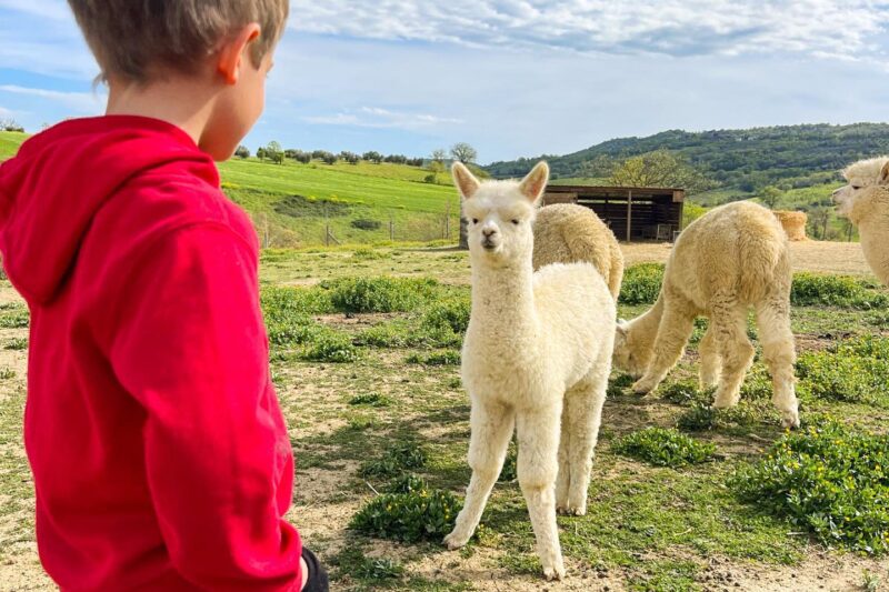 Passeggiata e Visita alla Fattoria degli Alpaca