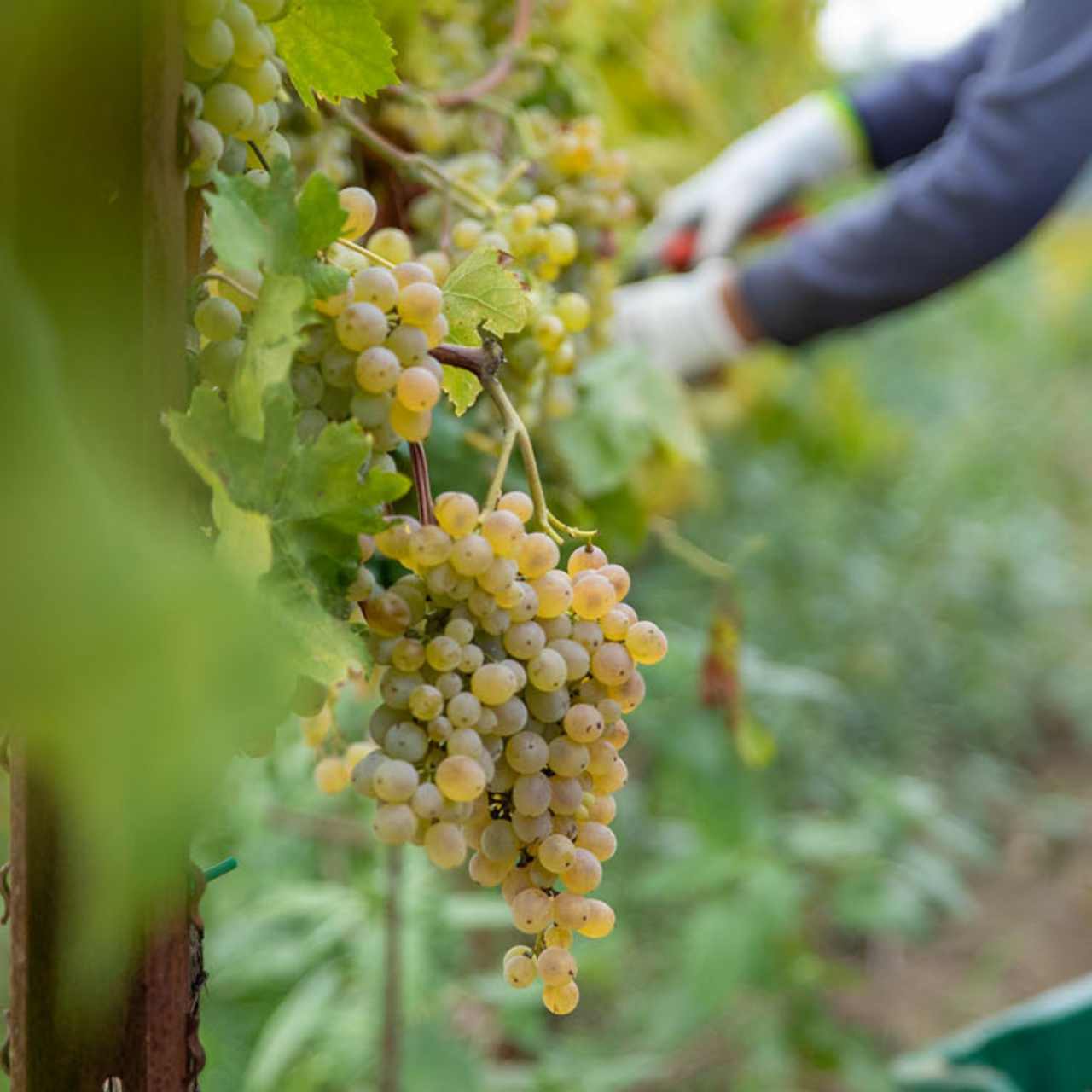 Degustazione di Vini - Wine Tour