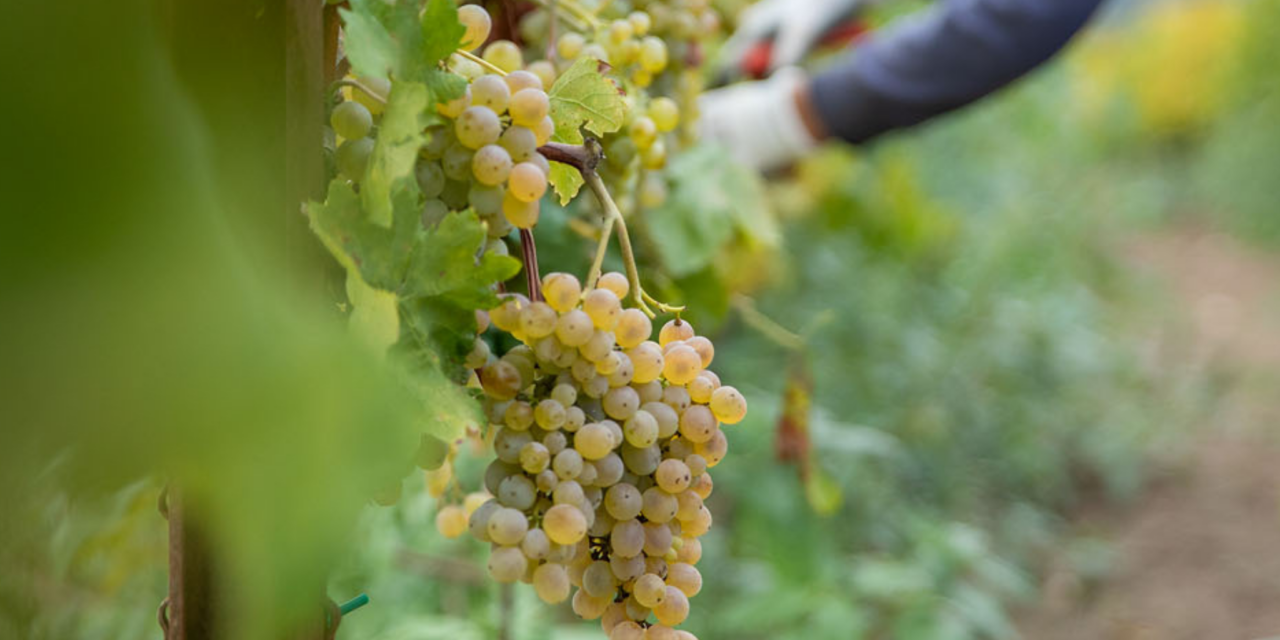 Degustazione di Vini - Wine Tour