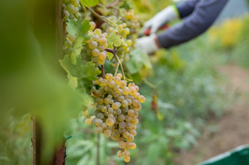 Degustazione di Vini