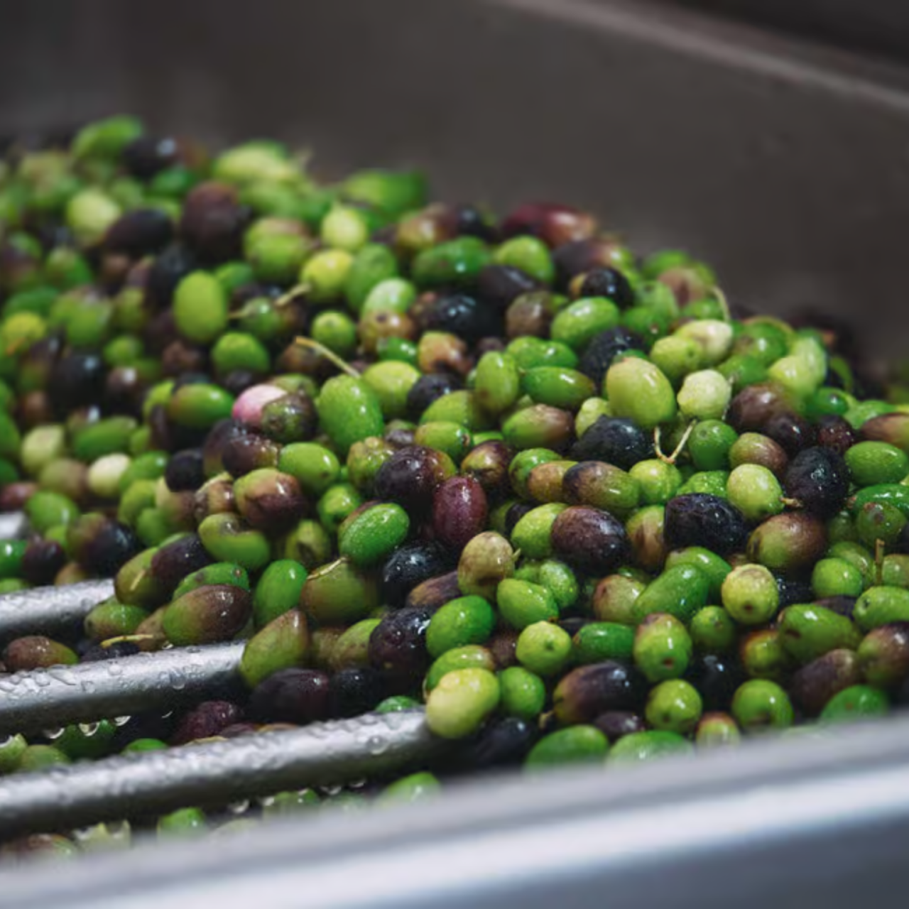 Viaggio Tra Vigne E Oliveti Secolari