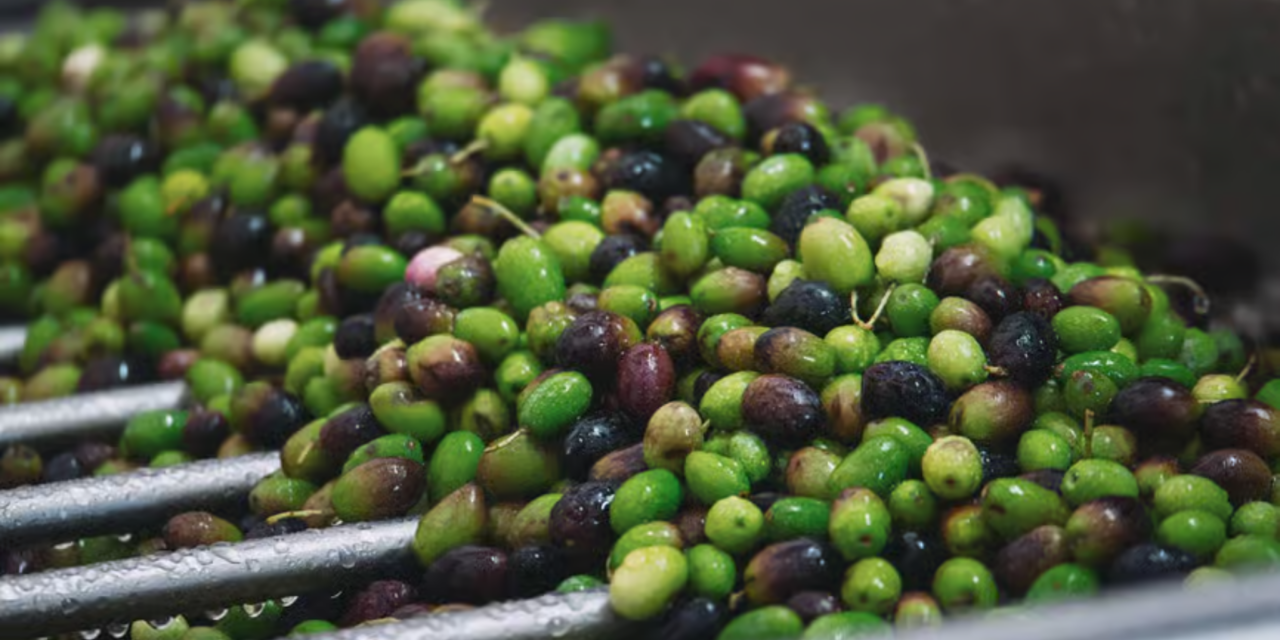 Viaggio Tra Vigne E Oliveti Secolari