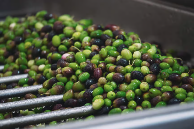 Viaggio Tra Vigne E Oliveti Secolari